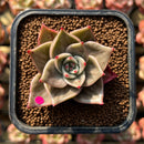 Echeveria 'Jade Star' Variegated 2" Succulent Plant Cutting