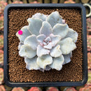 Echeveria 'Crispate Beauty' 2"-3" Powdery Succulent Plant Cutting