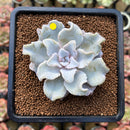 Echeveria 'Crispate Beauty' 2"-3" Powdery Succulent Plant Cutting