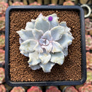 Echeveria 'Crispate Beauty' 2"-3" Powdery Succulent Plant Cutting