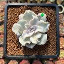 Echeveria 'Crispate Beauty' 2"-3" Powdery Succulent Plant Cutting