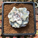 Echeveria 'Crispate Beauty' 2"-3" Powdery Succulent Plant Cutting