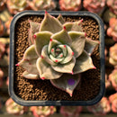 Echeveria 'Jade Star' Variegated 2" Succulent Plant Cutting