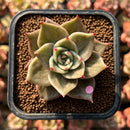 Echeveria 'Jade Star' Variegated 2" Succulent Plant Cutting