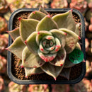 Echeveria 'Jade Star' Variegated 2" Succulent Plant Cutting