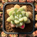 Echeveria 'Pretty Women' 2" Succulent Plant Cutting