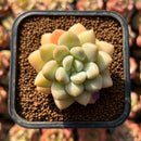 Echeveria 'Pretty Women' 2" Succulent Plant Cutting