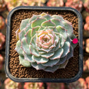 Echeveria 'Modal' 2" Succulent Plant Cutting