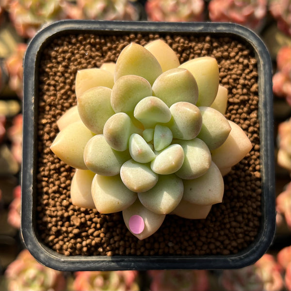 succulent plants online Echeveria 'Pretty Women' 2" Succulent Plant Cutting – True Succulents Plant Co