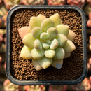 Echeveria 'Pretty Women' 2" Succulent Plant Cutting