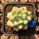 Echeveria 'Pretty Women' 2" Succulent Plant Cutting