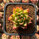 Echeveria Agavoides 'Lollipop' 2" Succulent Plant Cutting