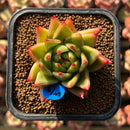 Echeveria Agavoides 'Lollipop' 2" Succulent Plant Cutting