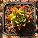 Echeveria Agavoides 'Lollipop' 2" Succulent Plant Cutting