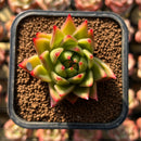 Echeveria Agavoides 'Lollipop' 2" Succulent Plant Cutting