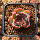 Echeveria 'Estrella' 1"-2" Succulent Plant Cutting
