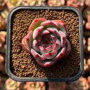 Echeveria 'Estrella' 1"-2" Succulent Plant Cutting