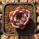 Echeveria 'Estrella' 1"-2" Succulent Plant Cutting