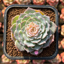 Echeveria 'Modal' 2" Succulent Plant Cutting