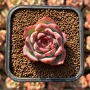 Echeveria 'Estrella' 1"-2" Succulent Plant Cutting
