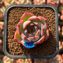 Echeveria 'Estrella' 1"-2" Succulent Plant Cutting