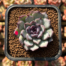 Echeveria 'Chocolate Grace' 1"-2" Succulent Plant Cutting
