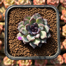 Echeveria 'Chocolate Grace' 1"-2" Succulent Plant Cutting