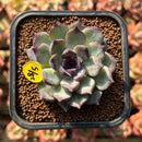 Echeveria 'Chocolate Grace' 1"-2" Succulent Plant Cutting