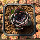 Echeveria 'Chocolate Grace' 1"-2" Succulent Plant Cutting