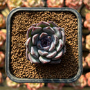 Echeveria 'Chocolate Grace' 1"-2" Succulent Plant Cutting