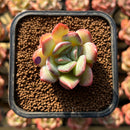 Echeveria 'Paul Shay' 1"-2" Succulent Plant Cutting