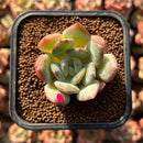 Echeveria 'Paul Shay' 1"-2" Succulent Plant Cutting