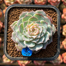 Echeveria 'Modal' 2" Succulent Plant Cutting