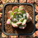 Echeveria 'Paul Shay' 1"-2" Succulent Plant Cutting