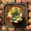 Echeveria 'Paul Shay' 1"-2" Succulent Plant Cutting