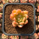 Echeveria 'Brightness' 1"-2" Succulent Plant Cutting