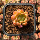Echeveria 'Brightness' 1"-2" Succulent Plant Cutting