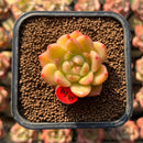 Echeveria 'Brightness' 1"-2" Succulent Plant Cutting