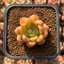 Echeveria 'Brightness' 1"-2" Succulent Plant Cutting
