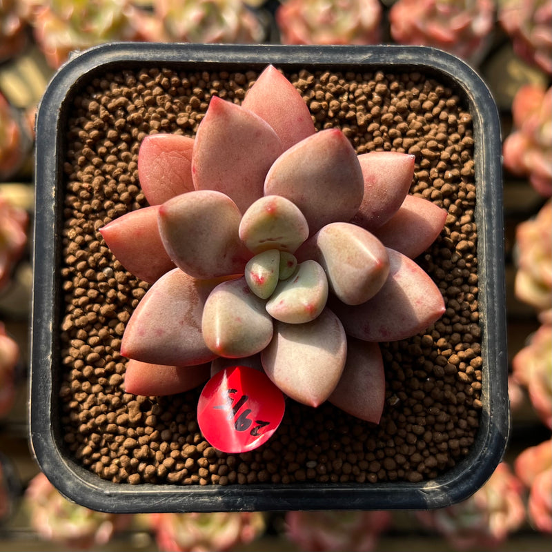 angel succulent plant Echeveria 'Angel Star' 2” Succulent Plant Cutting – True Succulents Plant Co