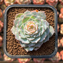 Echeveria 'Modal' 2" Succulent Plant Cutting