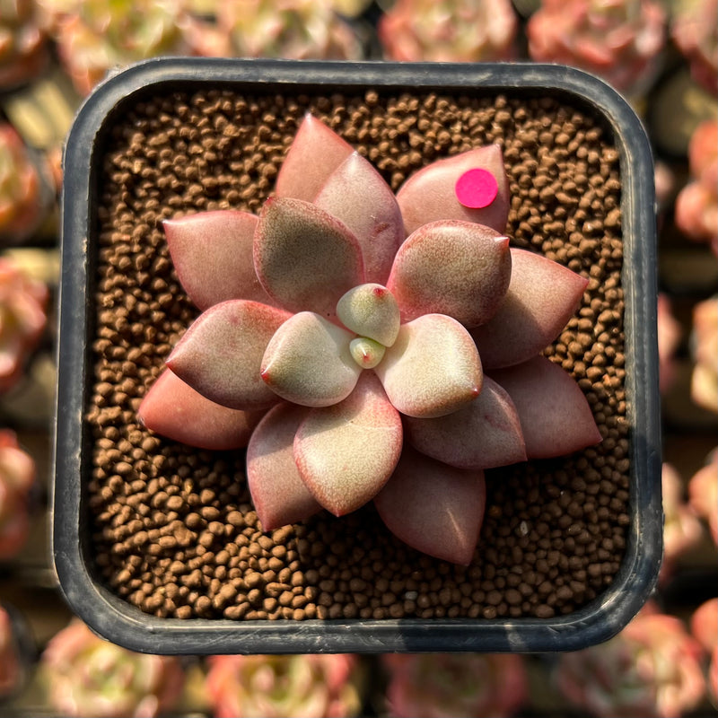 angel plant succulent Echeveria 'Angel Star' 2” Succulent Plant Cutting