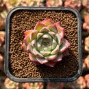 Echeveria 'Pink Crystal' 1" Succulent Plant Cutting