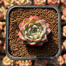 Echeveria 'Pink Crystal' 1" Succulent Plant Cutting