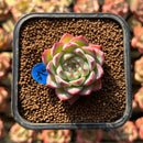 Echeveria 'Pink Crystal' 1" Succulent Plant Cutting