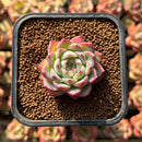 Echeveria 'Pink Crystal' 1" Succulent Plant Cutting