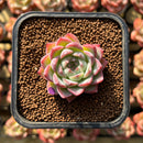 Echeveria 'Pink Crystal' 1" Succulent Plant Cutting