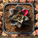 Echeveria 'Monocerotis' Lightly Variegated 2" Succulent Plant Cutting