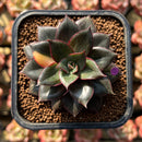 Echeveria 'Monocerotis' Lightly Variegated 2" Succulent Plant Cutting