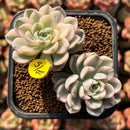 Echeveria 'Tinkerbell' Variegated 3" Succulent Plant Cutting